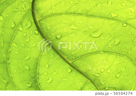 Abstract Green leaf with water drops Abstract Green leaf with water drops 56584274