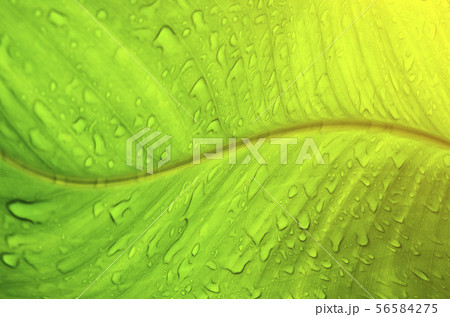 Abstract Green leaf with water drops Abstract Green leaf with water drops 56584275