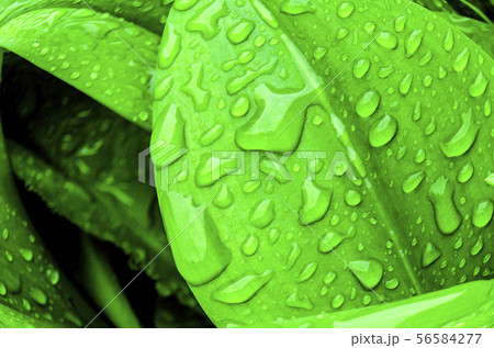 Abstract Green leaf with water drops Abstract Green leaf with water drops 56584277