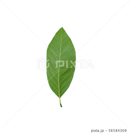The leaves of custard apple 56584309