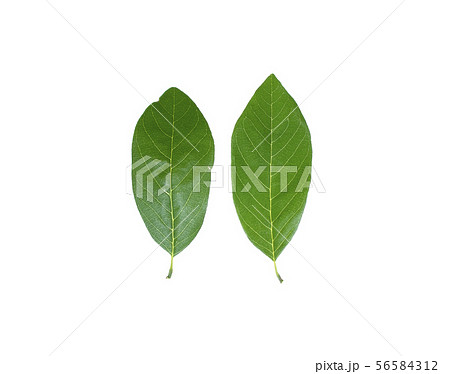 The leaves of custard apple The leaves of custard apple 56584312