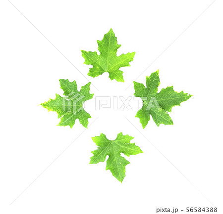 Males ivy gourd leaves isolate on white Males ivy gourd leaves isolate on white 56584388