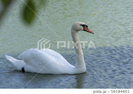 Lake with a white swan. Portrait of beautiful bird. 56584601