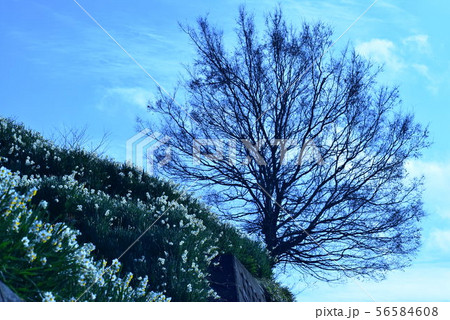 水仙 水仙 56584608