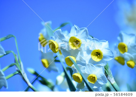 水仙の花 56584609