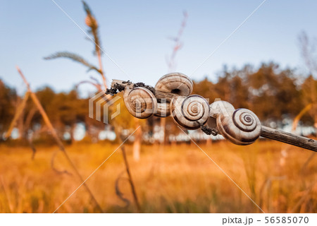 Lots of snail shells on a dry plant in the field Lots of snail shells on a dry plant in the field 56585070