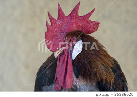 A rooster chicken portrait. This is a beautiful detailed closeup image of bird, cock A rooster chicken portrait. This is a beautiful detailed closeup image of bird, cock 56586020