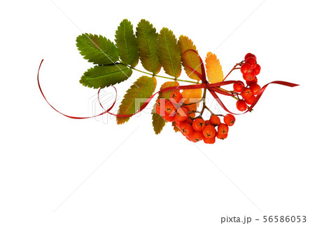 Red silk ribbon bow with autumn colorful leaves Red silk ribbon bow with autumn colorful leaves 56586053