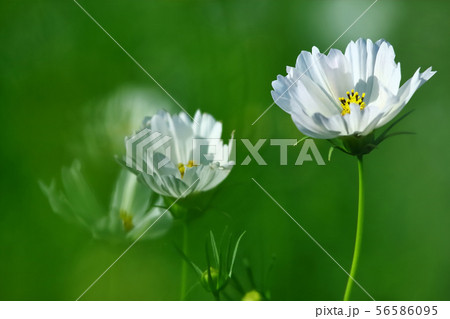 こすもす 56586095