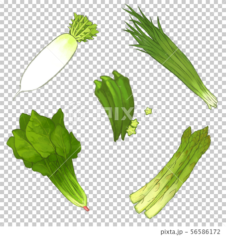18_野菜_緑 18_野菜_緑 56586172