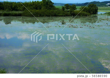 風景植物写真 ラムサール条約伊豆沼に浮かぶ白い雲 モネの色彩 風景植物写真 ラムサール条約伊豆沼に浮かぶ白い雲 モネの色彩 56586590