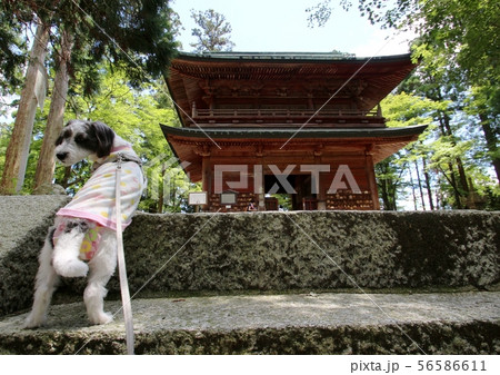 比叡山延暦寺 56586611