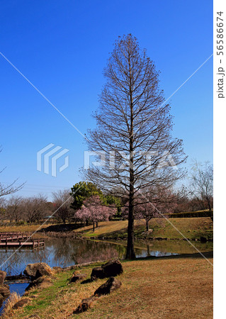 古代蓮公園 古代蓮公園 56586674