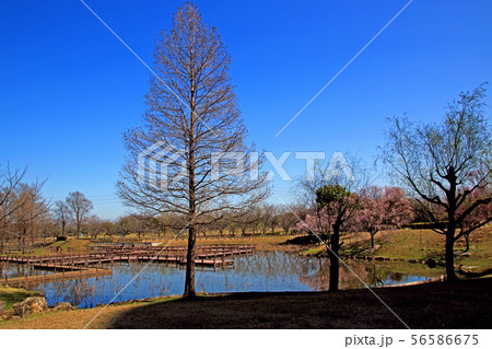 古代蓮公園 古代蓮公園 56586675