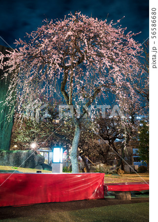 湯島天神 湯島天満宮 梅まつり ライトアップ夜景 （東京都文京区） 2019年2月 56586680