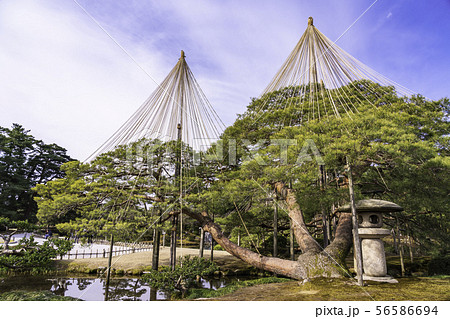 （石川県）兼六園　雪の無い、冬景色 56586694