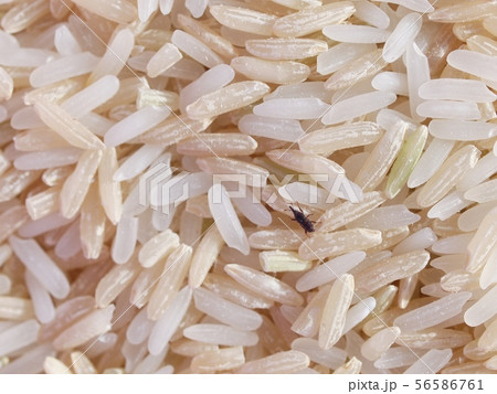 brown bugs in rice container, pest, snout beetle 56586761