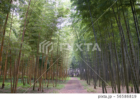 宇都宮市　若山農場の孟宗竹と金明孟宗竹 56586819