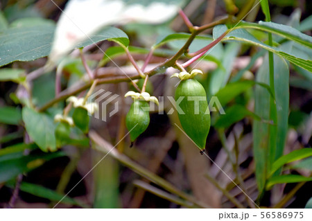 マタタビの実 マタタビの実 56586975