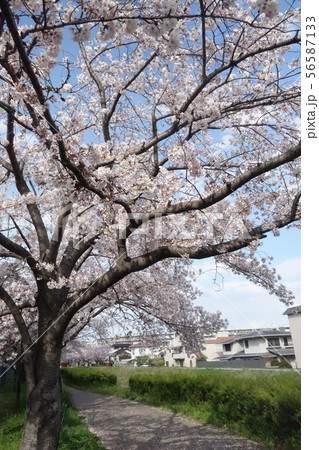 天神川 天神川 56587133