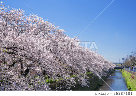 京都　天神川の桜 56587181