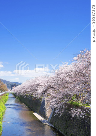 京都 天神川の桜 京都 天神川の桜 56587278
