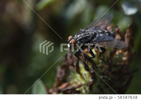 Macro photo of insect. Black fly on summer meadow. Macro photo of insect. Black fly on summer meadow. 56587638