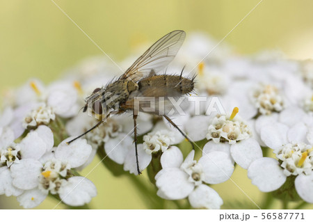 Macro photo of insect. Black fly on summer meadow. 56587771