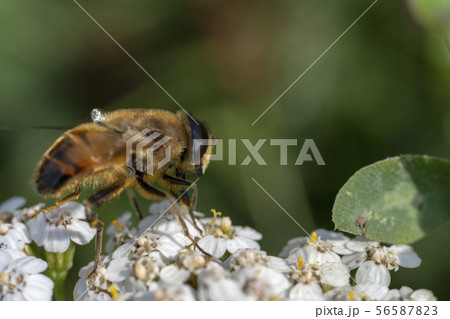 Hoverfly, flower fly or syrphid flies Macro photo of insect family Syrphidae 56587823