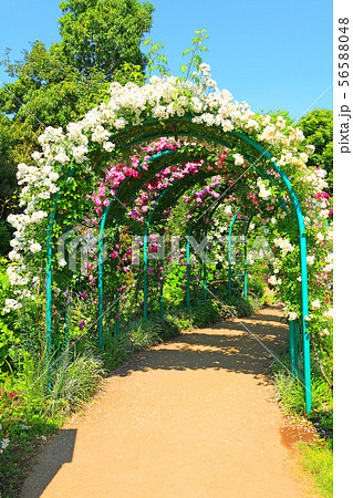 バラのアーチが連なる回廊 56588048