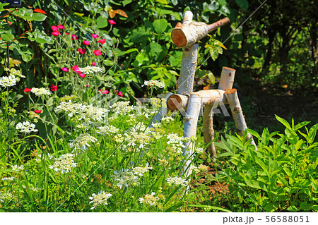 オルレアや酔仙翁に囲まれた木馬 オルレアや酔仙翁に囲まれた木馬 56588051