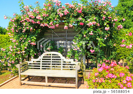 咲き乱れるバラに囲まれた木製ベンチ 56588054