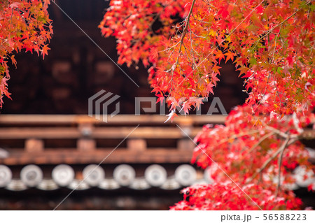 南禅寺三門の紅葉 南禅寺三門の紅葉 56588223