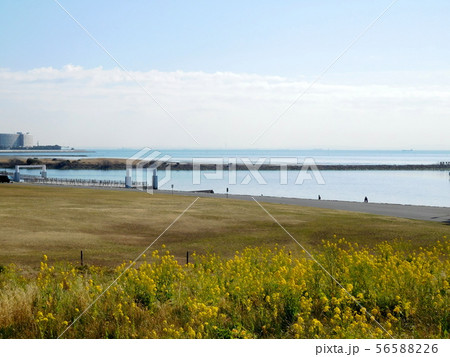 海 菜の花 葛西臨海公園 海 菜の花 葛西臨海公園 56588226