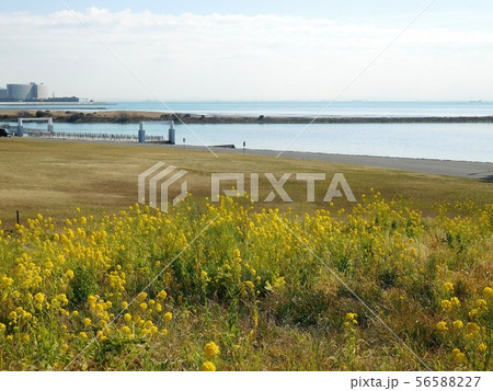 海 菜の花 葛西臨海公園 海 菜の花 葛西臨海公園 56588227