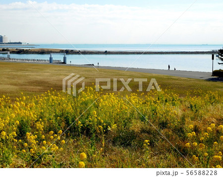 海 菜の花 葛西臨海公園 海 菜の花 葛西臨海公園 56588228