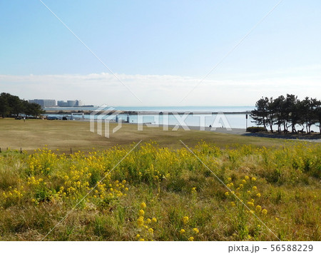 海 菜の花 葛西臨海公園 海 菜の花 葛西臨海公園 56588229
