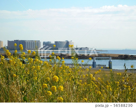 海 菜の花 葛西臨海公園 56588230
