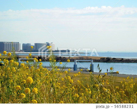 海 菜の花 葛西臨海公園 海 菜の花 葛西臨海公園 56588231
