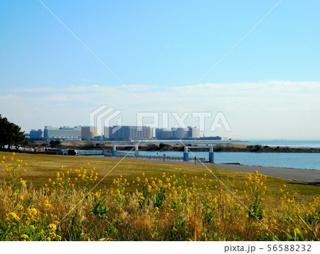海 菜の花 葛西臨海公園 56588232