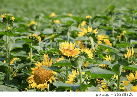 ひまわり 56588320