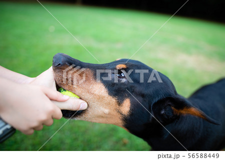 テニスボールを離さないドーベルマンの写真素材