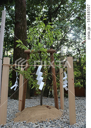 おがたまの木 おがたまの木 56588507