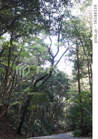 倭姫宮の参道 56588539