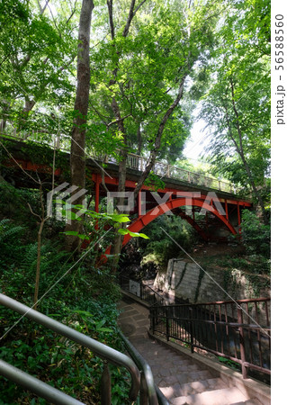 等々力渓谷 等々力渓谷 56588560