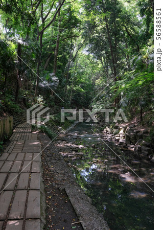 等々力渓谷 等々力渓谷 56588561