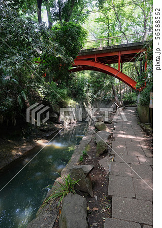 等々力渓谷 等々力渓谷 56588562