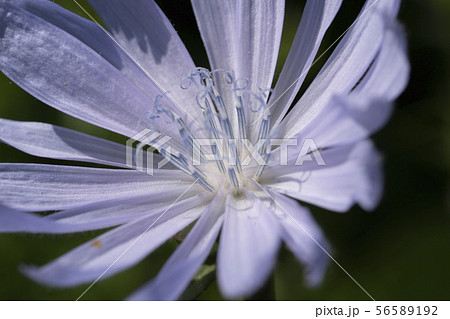 Macro photo of cichorium intybus flower blossom. Blue sailors, chicory, coffee weed, or succory is a Macro photo of cichorium intybus flower blossom. Blue sailors, chicory, coffee weed, or succory is a 56589192