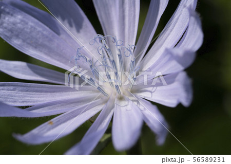 Macro photo of cichorium intybus flower blossom. Blue sailors, chicory, coffee weed, or succory is a 56589231