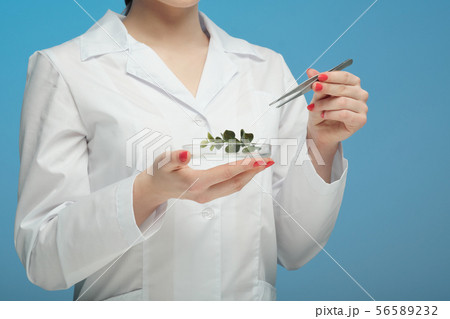 A scientist biologist examines a green plant in a white coat, on a syn background. A scientist biologist examines a green plant in a white coat, on a syn background. 56589232